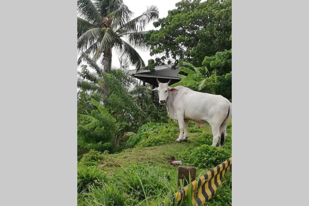 The Balcony Of The Camiguin Island Apartment มัมบาเฮา ภายนอก รูปภาพ